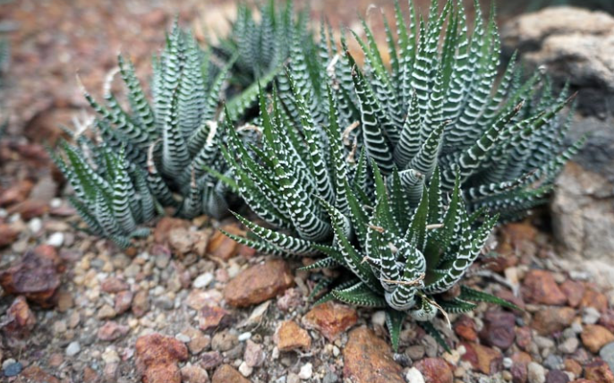 Propagating Zebra Plant