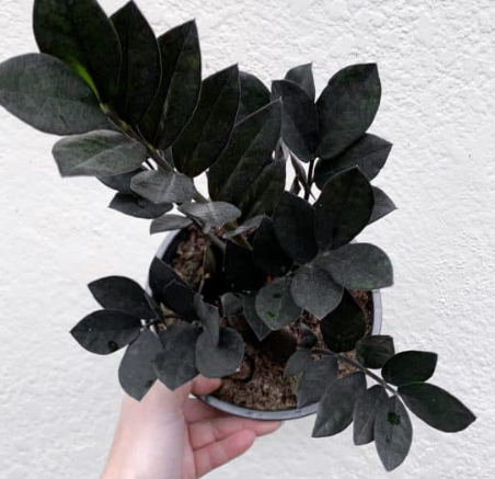 black  zz plant