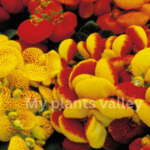 Guide to Calceolaria Plants: Care, Growth, and More