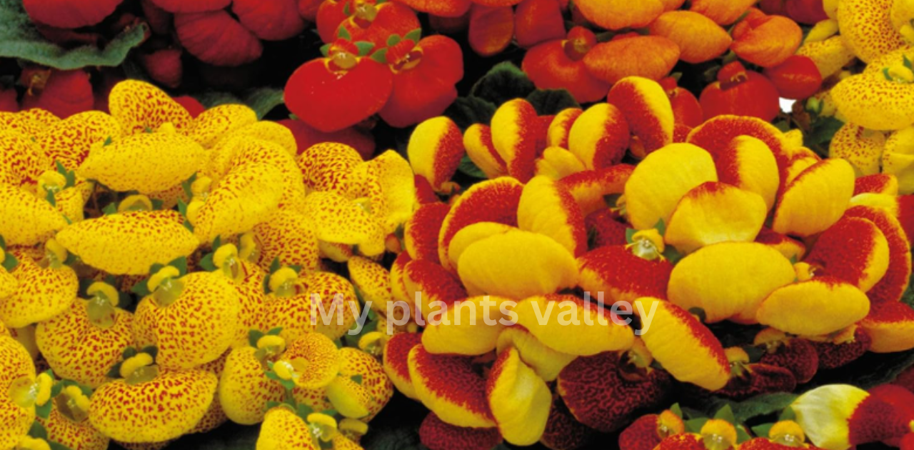 Guide to Calceolaria Plants: Care, Growth, and More