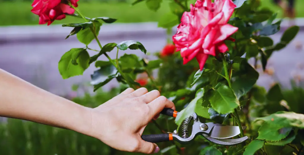 Tools Needed for Pruning Rose Bushes