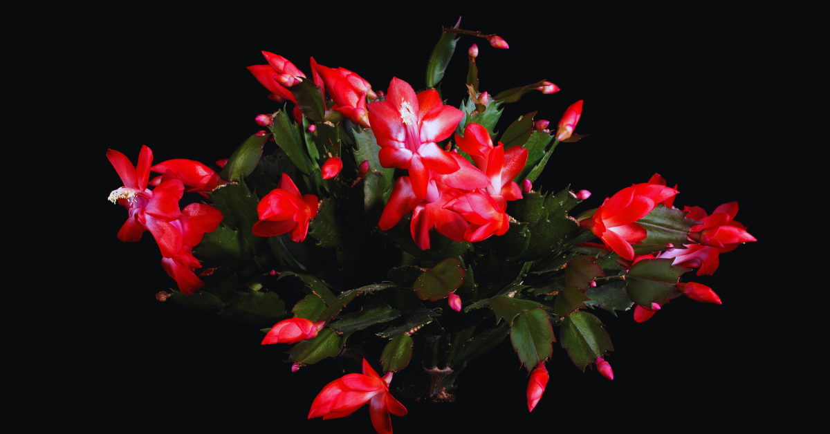 When Should You Put a Christmas Cactus in the Dark