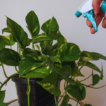 watering in golden pothos