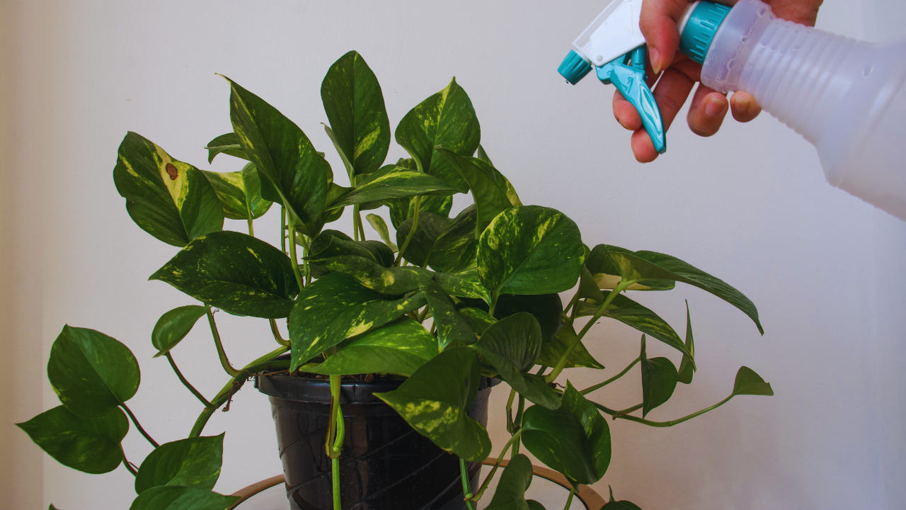 watering in golden pothos