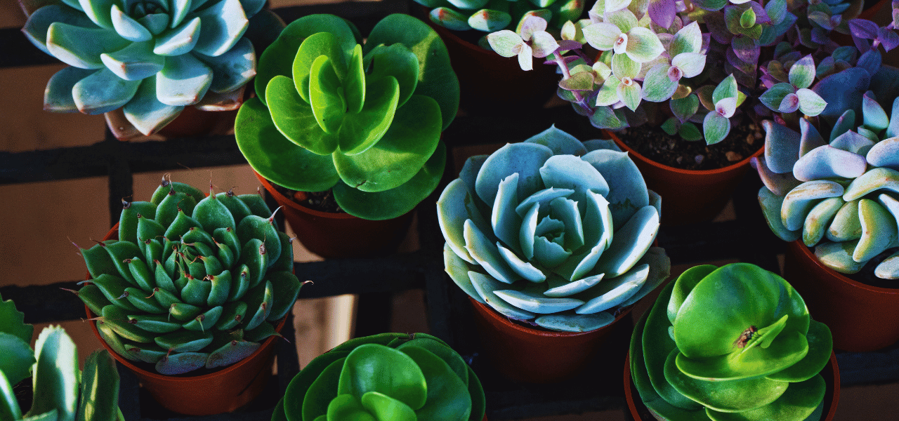 Do Succulent Plants Come with Planters and Pots for Indoors