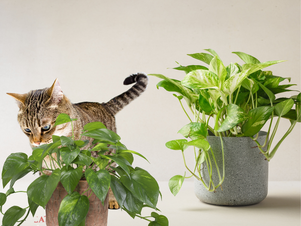 Are Golden Pothos Toxic to Cats