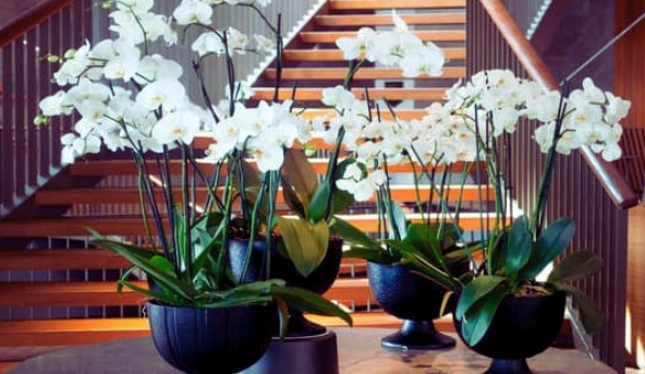 Providing a Rest Period for Orchids to Rebloom