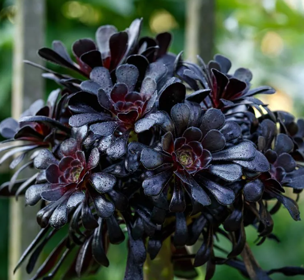 What is Aeonium Arboreum?