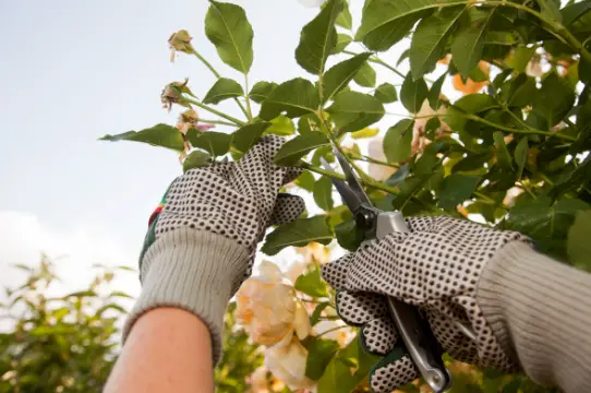 Importance of winter pruning for rose health and blooming