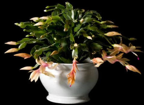 How Long to Keep a Christmas Cactus in the Dark