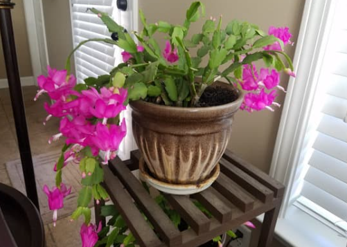 Understanding the Christmas Cactus