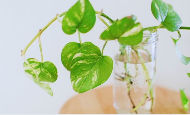 Why Watering Matters for Golden Pothos