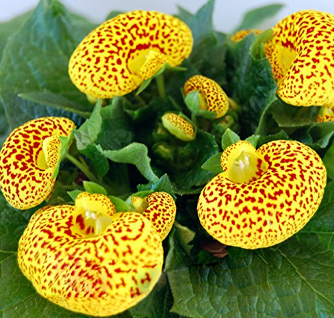 What is a Calceolaria Plant?