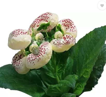 How to Water Calceolaria Plants