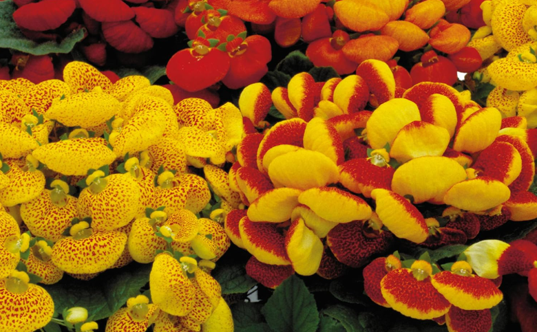 Fertilizing Calceolaria Plants