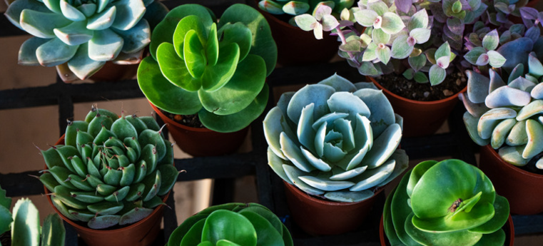 Selecting the Best Planter for Your Succulents