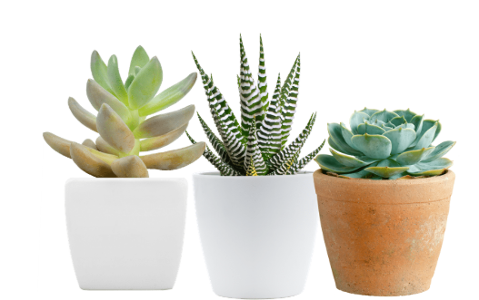 What Are Succulents?