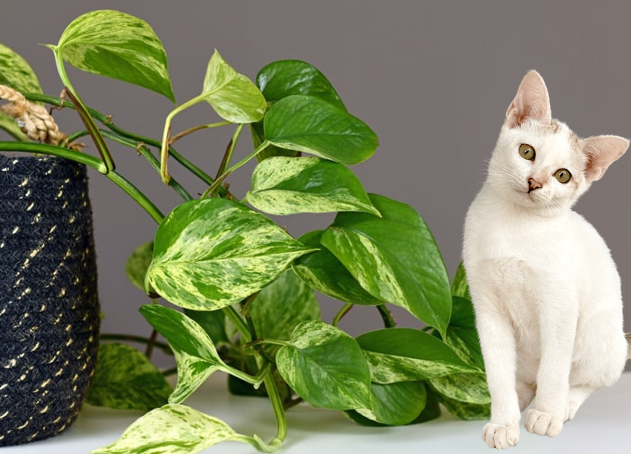 Are Golden Pothos Toxic to Cats?