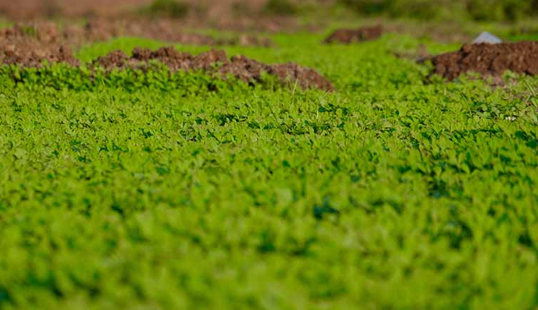 Choosing the Right Location for Methi