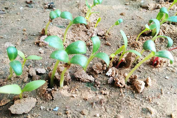 Pruning and Harvesting Methi