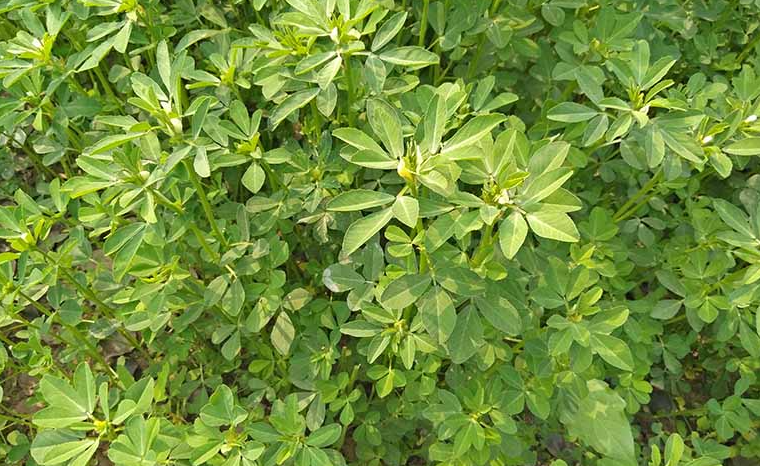 methi plants