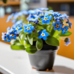 Can Forget-Me-Not Plant Be Planted Hydroponically Indoors?