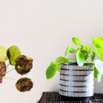 maintain unhealthy money plant