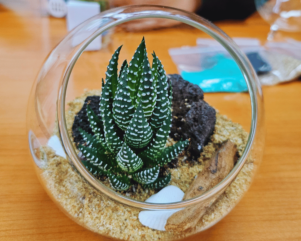 growing and care for Propagation Techniques for Haworthia Succulents