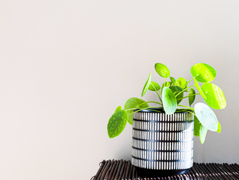 How to Maintain a Healthy Money Plant