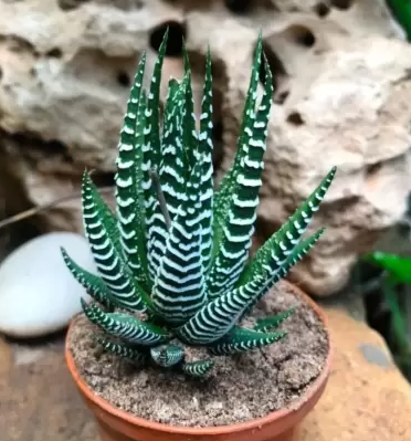 what Are Haworthia Succulents?