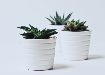 Benefits of Growing Haworthia Succulents