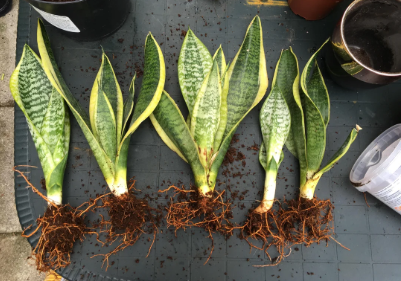 What Is Root Rot in Snake Plants?