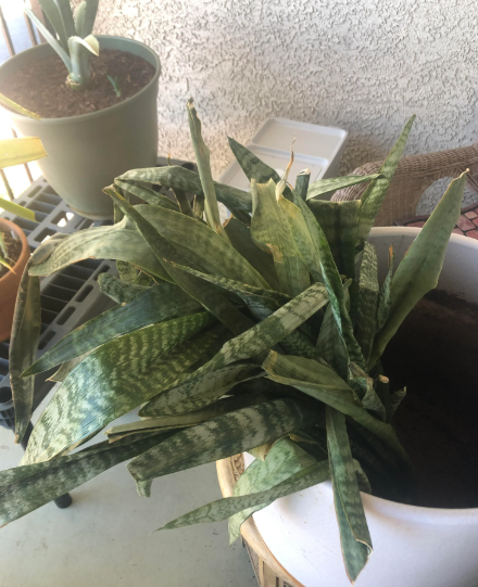 Signs of Root Rot in Snake Plants