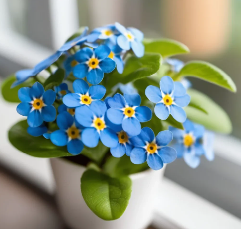 ntroduction to Forget-Me-Not Plants