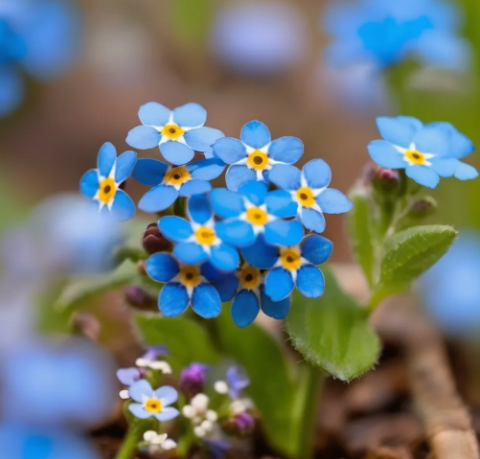 Propagation of Forget-Me-Not in Hydroponics