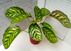 verview of Prayer Plants