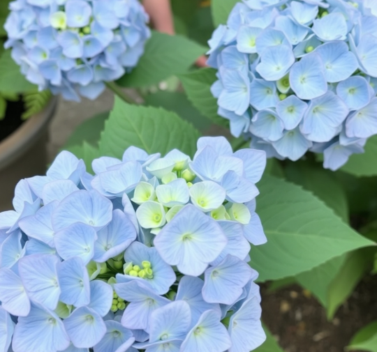 Benefits of Growing Hydrangeas Indoors