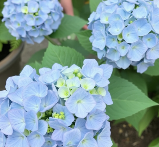 Choosing the Right Hydrangea for Indoors