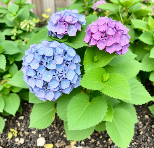 Seasonal Care Tips for Indoor Hydrangeas