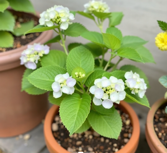 pot seceltion and darange for Hydrangeas plants