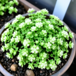 sedum plant