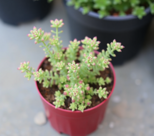 Sedum in Containers: Indoor and Outdoor Planting