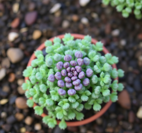 Overview of Sedum Plants