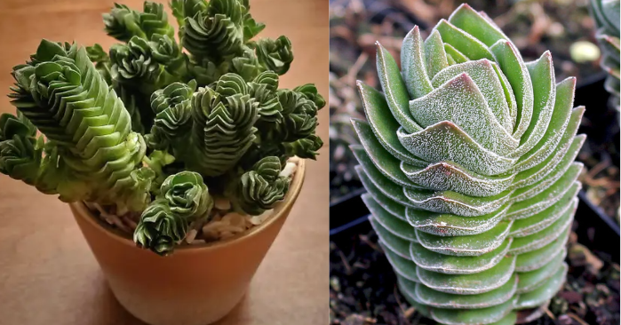 Crassula Buddha’s Temple Plant: A Complete Care Guide