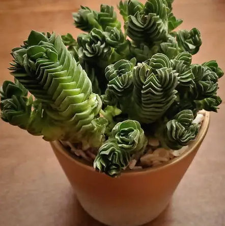 Ideal Growing Conditions