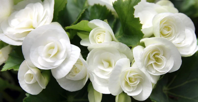 Understanding Begonias: Their Varieties and Characteristics