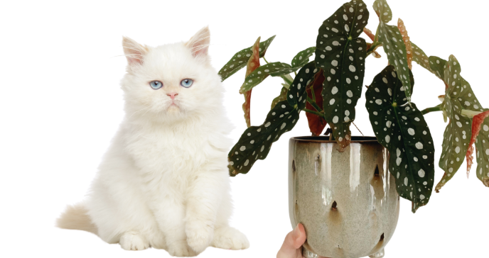 Recognizing the Signs: Symptoms of Begonia Poisoning in Cats
