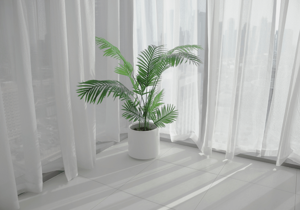 areca palm