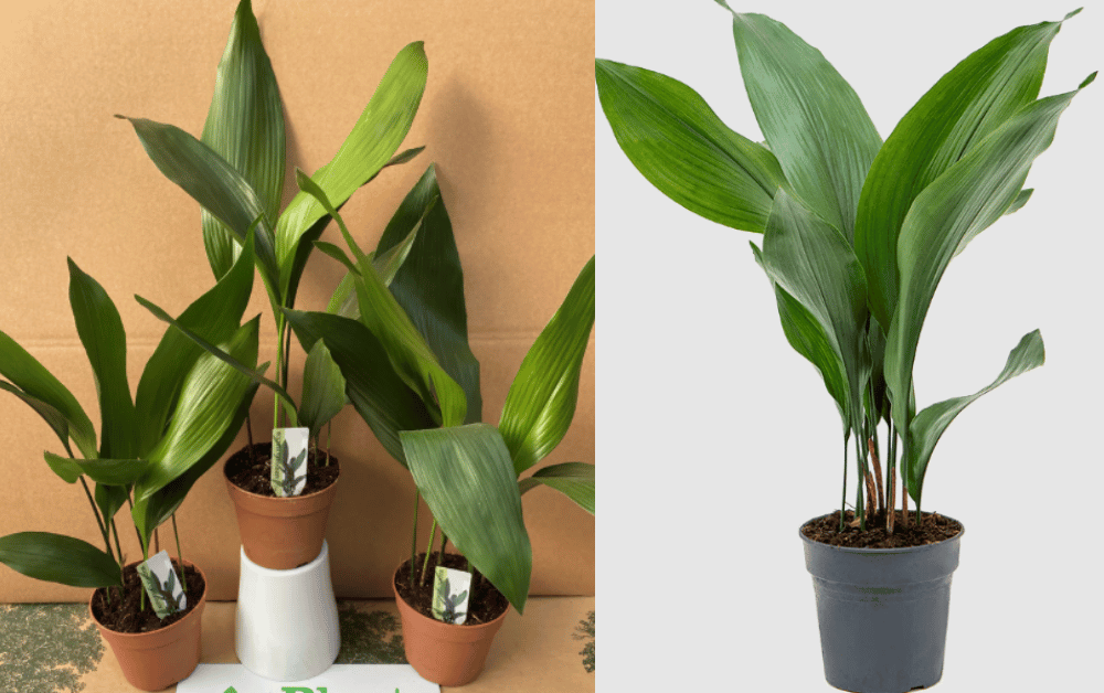 Cast Iron Plant (Aspidistra elatior): A Comprehensive Guide