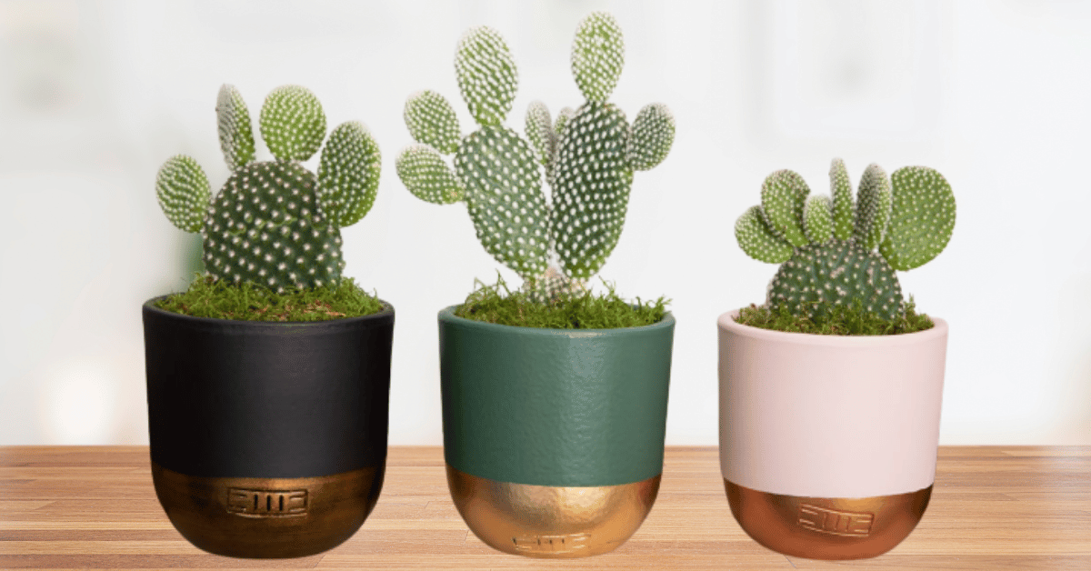 bunny ear cactus